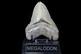 Serrated, Fossil Megalodon Tooth - Georgia #78645-1